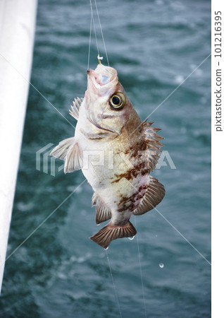 佐比基石斑魚垂釣 佐比基石斑魚垂釣 101216395