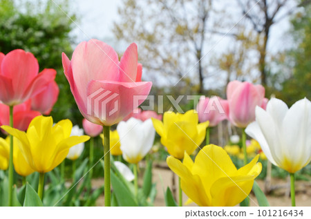 為春天著色的鬱金香花 101216434