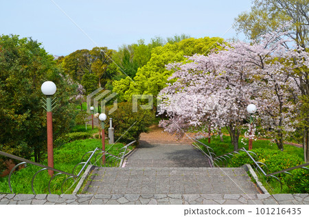 Tsurumi Ryokuchi Park in spring with cherry blossoms (Osaka) 101216435