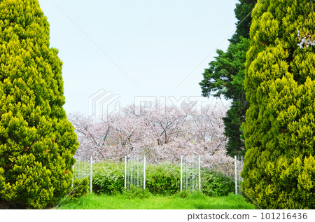 Tsurumi Ryokuchi Park in spring with cherry blossoms (Osaka) 101216436