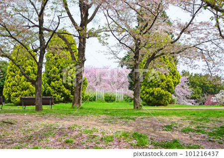 Tsurumi Ryokuchi Park in spring with cherry blossoms (Osaka) 101216437