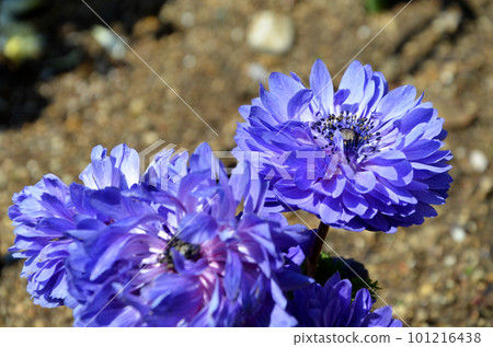 為春天著色的藍色花朵 101216438