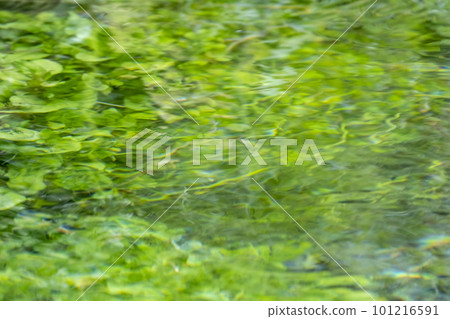 新鮮的綠色、清澈的溪流和倒映在水面上的生態形象(大山矢澤川) 新鮮的綠色、清澈的溪流和倒映在水面上的生態形象(大山矢澤川) 101216591