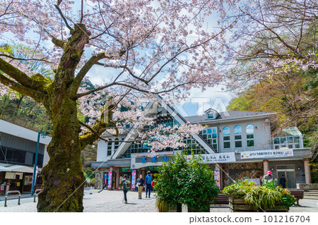 櫻花盛開的清瀧站前風景 101216704