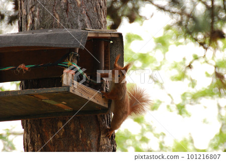 Low angle shot of a squirrel climbing around a wooden bird house on a tree 101216807