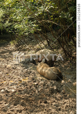 Vertical shot of the pigs wallowing in the mud near Leogang, Salzburg, Austria. Vertical shot of the pigs wallowing in the mud near Leogang, Salzburg, Austria. 101216816