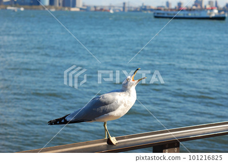 Closeup of a seagull perched on a handrail in New York City 101216825