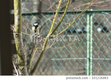 Tits in a branch 101216863