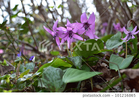 Katakuri blooming in the mountains 101216865