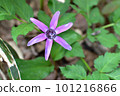 Dogtooth violet blooming in the early spring garden 101216866