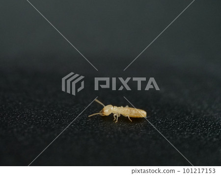 白蟻的特寫 101217153