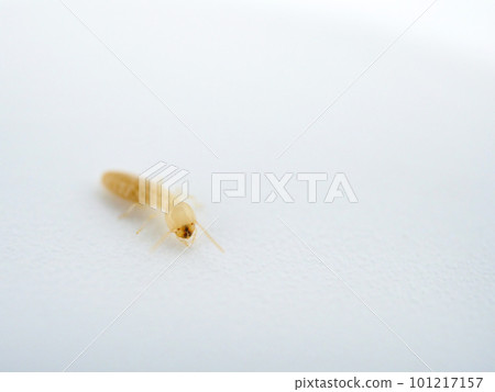 白蟻特寫 101217157