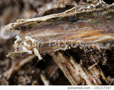 出來的白蟻 101217167