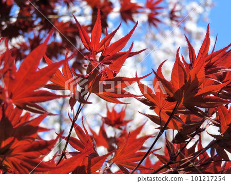 映照藍天的楓樹和櫻花 映照藍天的楓樹和櫻花 101217254