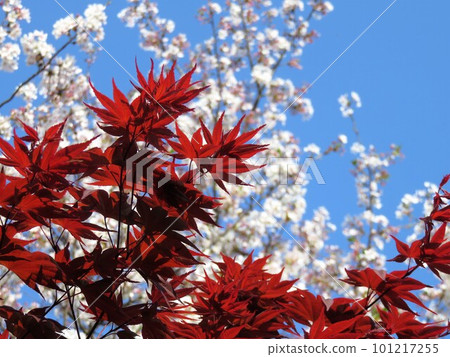 映照藍天的楓樹和櫻花 101217255