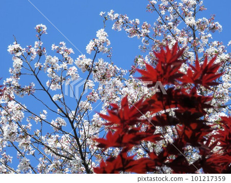 Bright red maples and cherry blossoms that shine in the blue sky 101217359