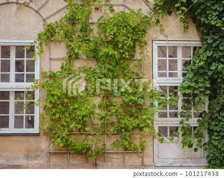 facade of a residential building with green plants. old european house in munich city facade of a residential building with green plants. old european house in munich city 101217438