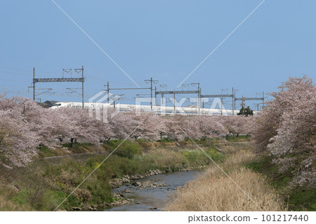 東海道新幹線和梅田河沿岸的櫻花樹 東海道新幹線和梅田河沿岸的櫻花樹 101217440