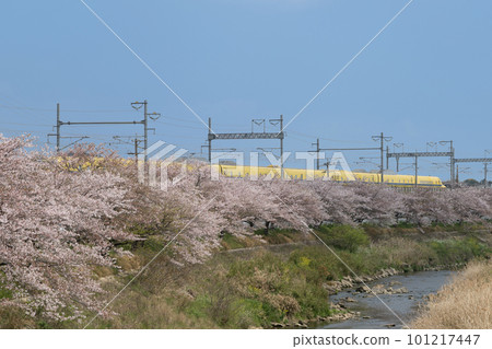 Tokaido Shinkansen Doctor Yellow and cherry blossom trees along the Umeda River 101217447