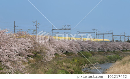 東海道新幹線醫生黃樹和梅田河沿岸的櫻花樹 東海道新幹線醫生黃樹和梅田河沿岸的櫻花樹 101217452