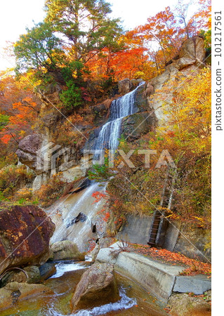Omoshiroyama Momijigawa Valley 秋葉 Yellow Leaves 101217561