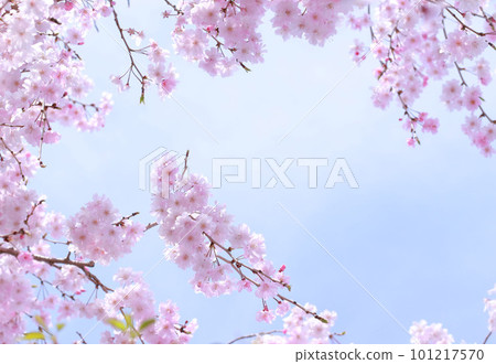 Weeping cherry blossoms in full bloom against the blue sky 101217570