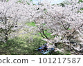 Cherry blossoms in full bloom and cherry blossoms 101217587