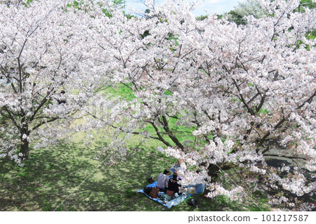 Cherry blossoms in full bloom and cherry blossoms 101217587
