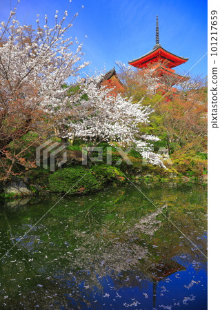 [Kyoto Prefecture] Kiyomizu-dera three-storied pagoda and cherry blossoms in full bloom 101217659