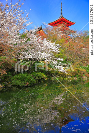 [Kyoto Prefecture] Kiyomizu-dera three-storied pagoda and cherry blossoms in full bloom 101217661