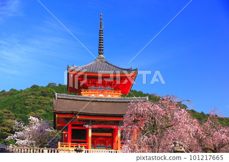 [京都府]櫻花盛開的清水寺三層塔和西門 101217665