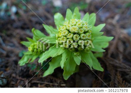 Early spring butterbur butter 101217978