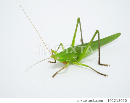 一張白色背景的頸蚱蜢照片 101218030