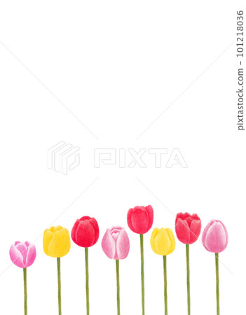 Tulip vertical frame drawn with colored pencils 101218036