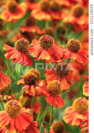 Beautiful common sneezeweed flower in blossom 101218059