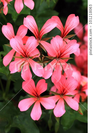 Pink cascading geranium flower in garden 101218063