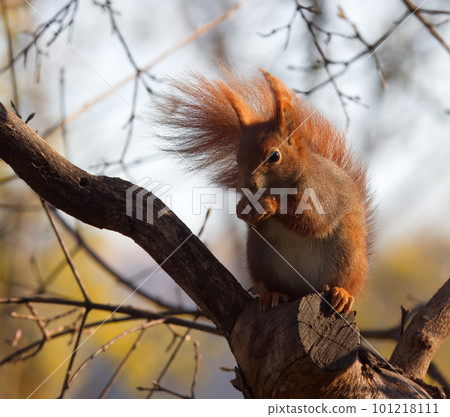 Red squirrel sitting on the massive branch of the tree. Red squirrel sitting on the massive branch of the tree. 101218111