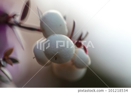 白珍珠樹 101218534