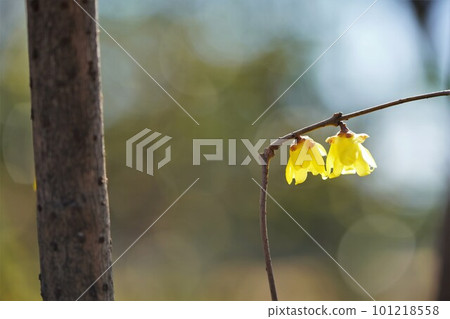 Winter sweets 3 heralding the arrival of spring Winter sweets 3 heralding the arrival of spring 101218558