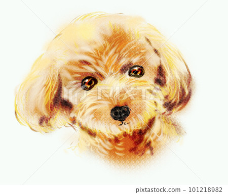 Toy poodle tilting its head and smiling 101218982