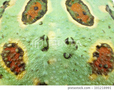 Cranwell horned frog skin doup Cranwell horned frog skin doup 101218991