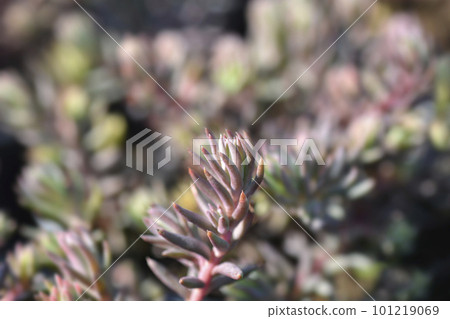 Rock stonecrop 101219069