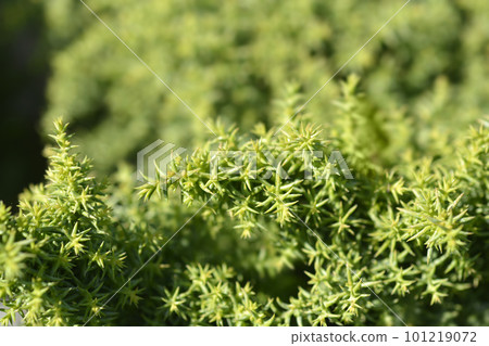 Japanese cedar Twinkle Toes Japanese cedar Twinkle Toes 101219072