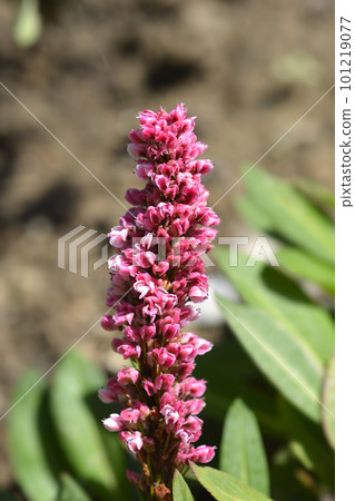 Fleece flower Fleece flower 101219077