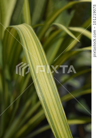 New Zealand flax New Zealand flax 101219078