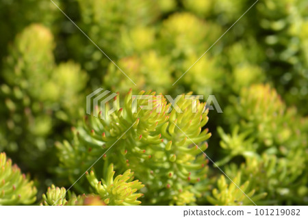 Rock stonecrop Angelina 101219082