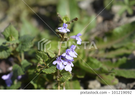 Ground-ivy Ground-ivy 101219092