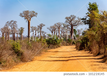 Baobab forest on the road from Morondava to Belo Sur Tsiribihina. Madagascar landscape. Baobab forest on the road from Morondava to Belo Sur Tsiribihina. Madagascar landscape. 101219145