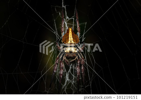 Caerostris extrusa, bark spider, Ranomafana national park, Madagascar wildlife 101219151