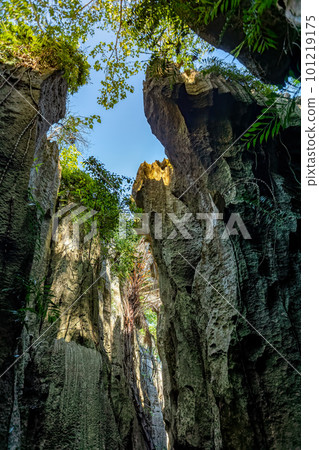 Petit Tsingy de Bemaraha, amazing landscape, Madagascar wilderness landscape Petit Tsingy de Bemaraha, amazing landscape, Madagascar wilderness landscape 101219175